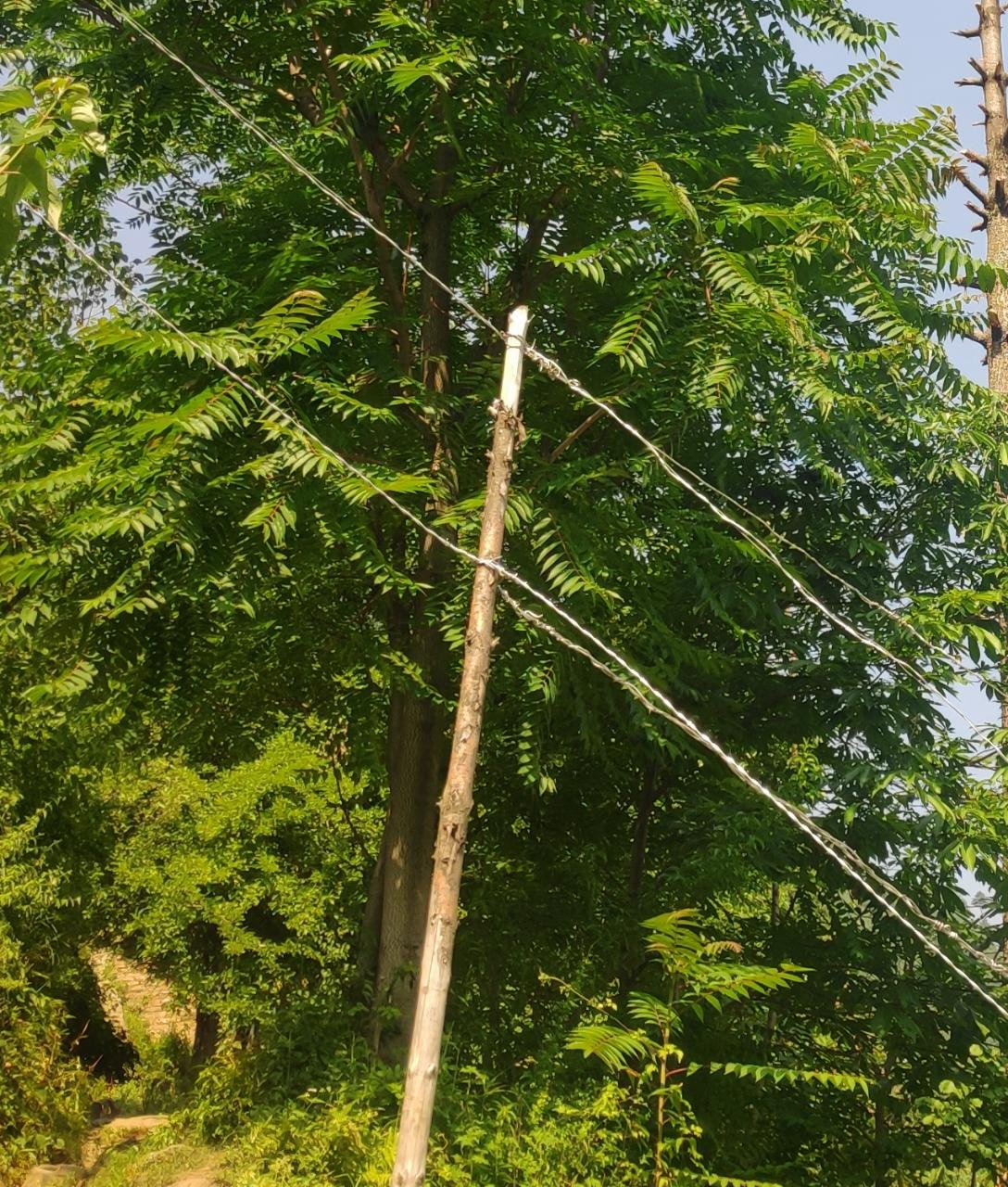Electricity Supply Line on wooden pole in Chenab Valley