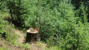 A tree trimmed in the forests of Chiralla Range