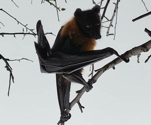 Indian flying fox captured by Wildlife deptt in Kulgam