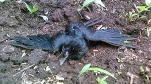 First case of bird flu reported in Poonch