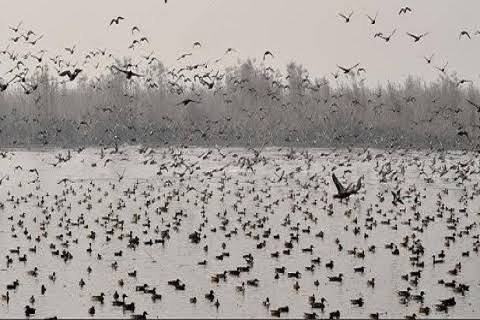 No case of bird flu among poultry confirmed in crows, migratory birds: Officials