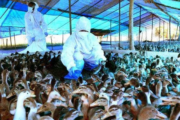 Bird flu cases reported among domestic birds in Udhampur