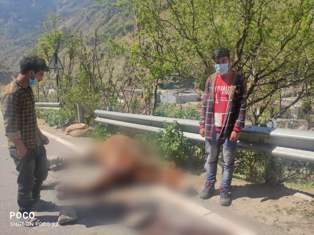 Mule killed, another injured after hit by speeding load-carrier in Kishtwar village