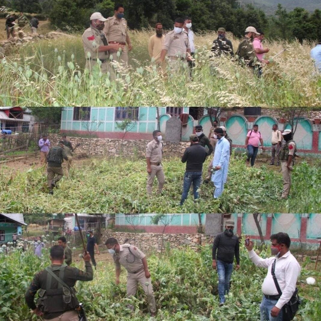 Lower Hullar Poppy Cultivation is Destroyed by Kishtwar Police