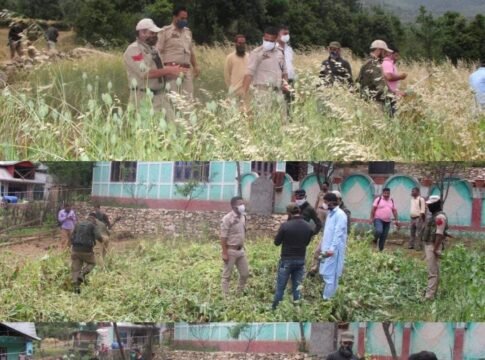 Lower Hullar Poppy Cultivation is Destroyed by Kishtwar Police