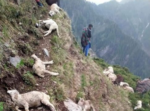 Lightning kills 70 sheep, injuring 10 others.