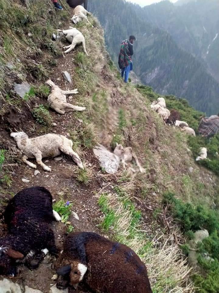Pir Panjal: Lightning kills 70 sheep, injuring 10 others in Poonch