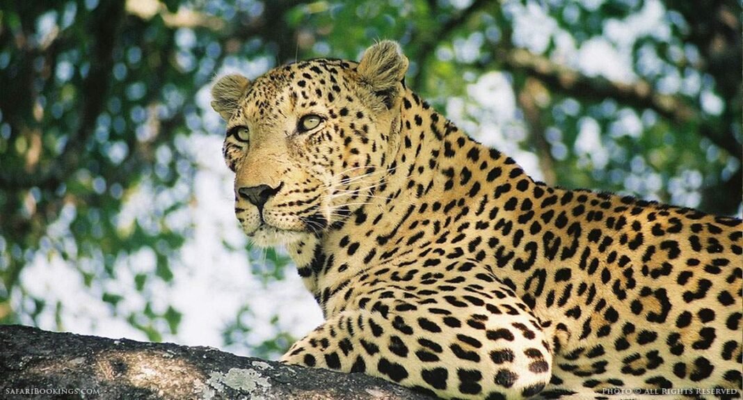 Kashmir: Leopard caught alive in Khan-Sahib, two more spotted at separate places in Budgam