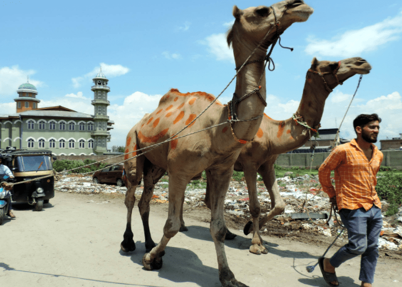 J&K: No ban on sacrifice of animals on Eid, says JK Govt