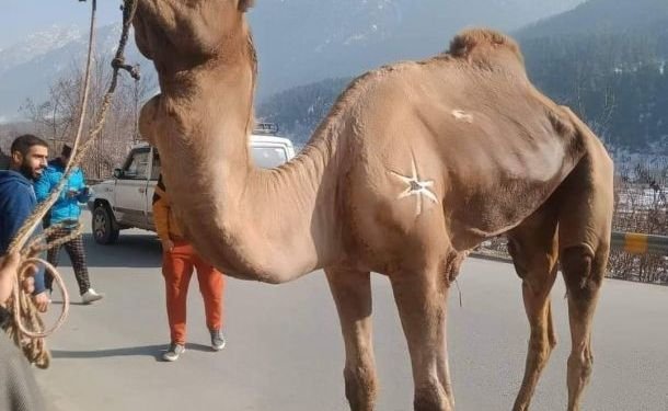 Ahead of Eid- ul- Adha, Camels on sale in markets of Kashmir