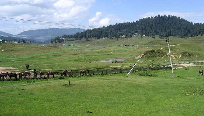 Kashmir: Gulmarg closed for local day-picnickers on weekends