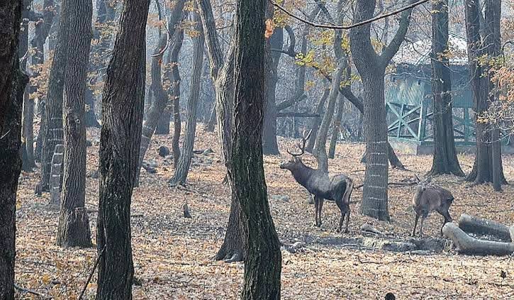 Leopard kills Hangul in Tral
