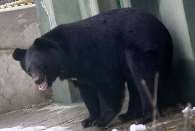 2 women injured in Poonch bear attack