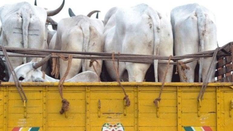 Man Booked Under PSA In Doda For Bovine Smuggling