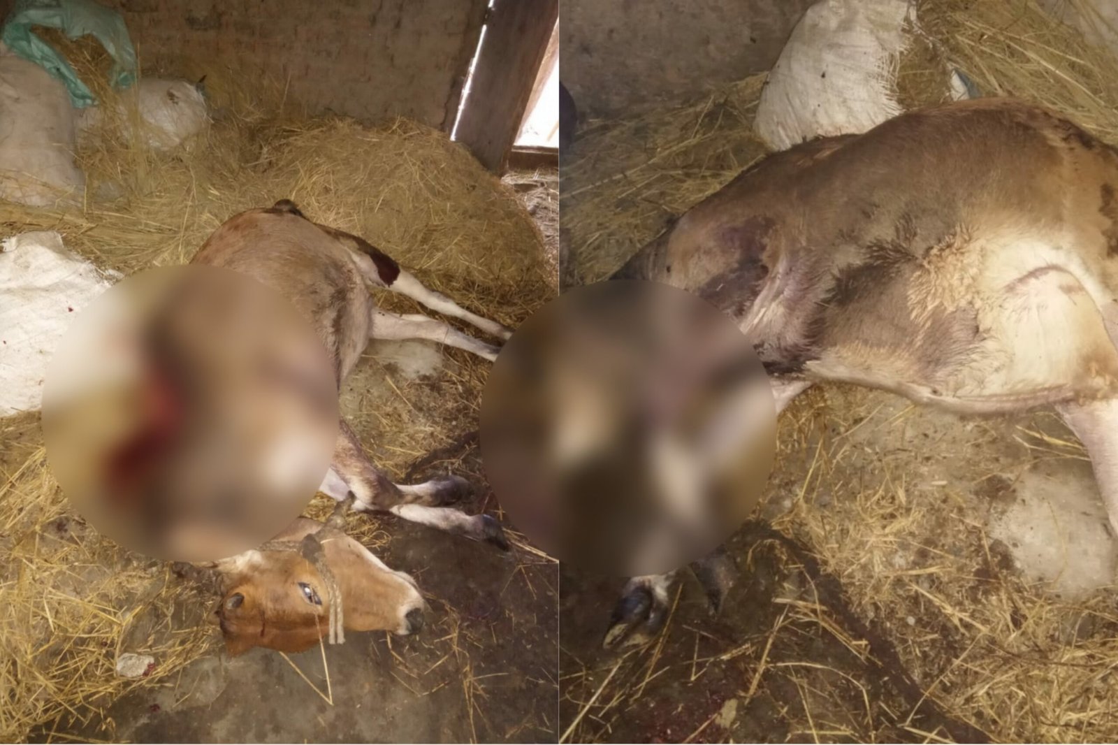 Two Cattle Killed After “Wild Bear” Attacks in Anantnag’s Aishmuqam