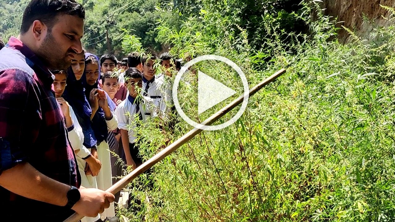 Cannabis plants destroyed under Mega anti-drugs drive in Doda’s Kahila Thathri village