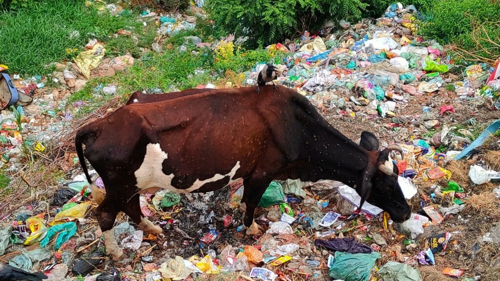 A cow showing symptoms of Lumpy Skin Disease in Bhathindi, Jammu. (Photo by Imran Qazi)