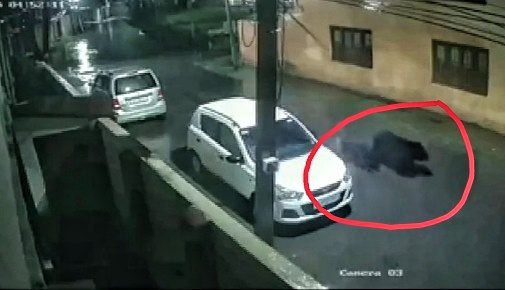 Panic in Srinagar’s Rajbagh after bear, cub surface in residential area