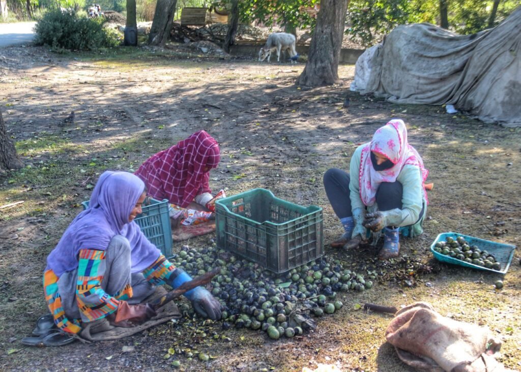 Kashmiri women beat walnuts to break open their green husks and reveal their fissured walnut shells in the Salia Area of South Kashmir's Anantnag District.