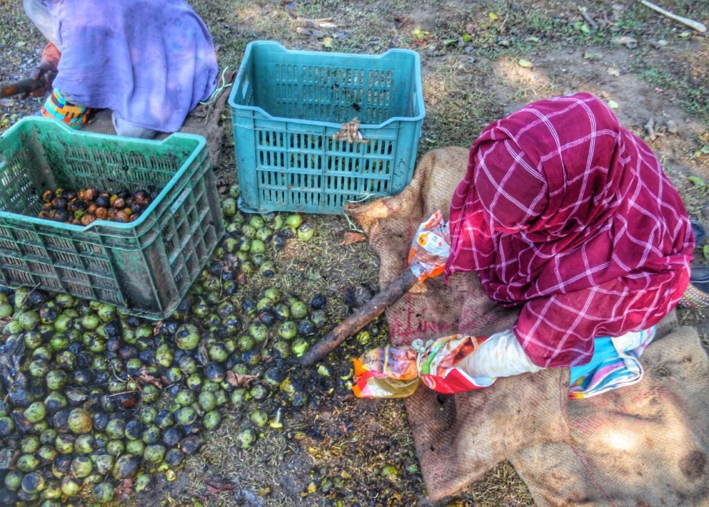 A Kashmiri woman beats walnuts to break open their green husks and reveal their fissured walnut shells in the Salia Area of South Kashmir's Anantnag District.
