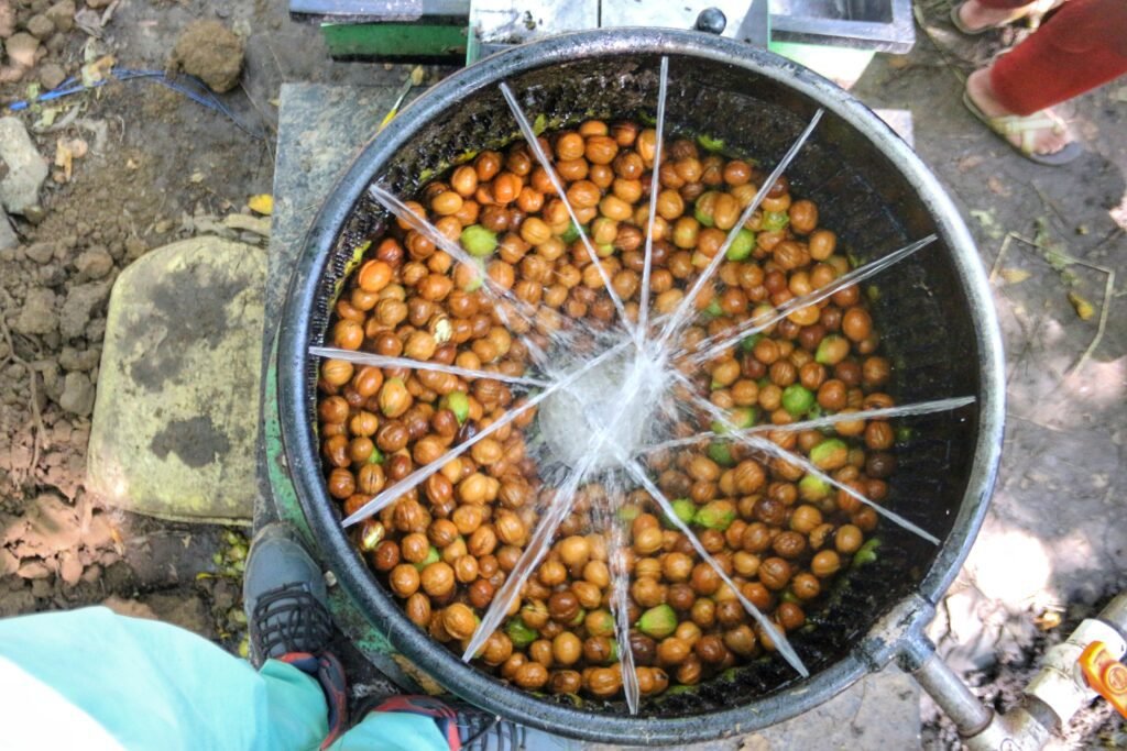Walnut Growers Go Techie: Amid The Rising Popularity Of Kashmiri Origin Walnuts, The Valley-Based Growers Have Employed High-Tech Equipment And Machines In Order To Keep Pace With The Rising Demands And To Ensure A Constant Supply Of Their Produce. In The Picture, A Group Of Walnut Growers Can Be Seen Shedding The Peels Of Freshly Plucked Walnuts.
