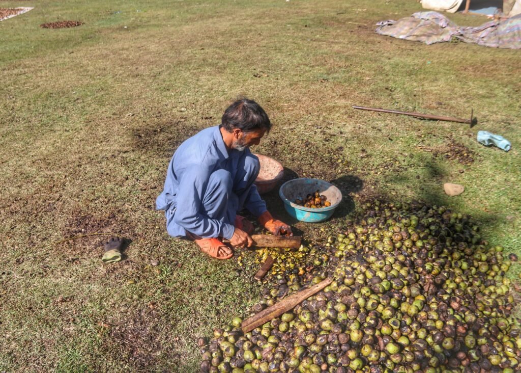 A Kashmiri farmer beat walnuts to break open their green husks and reveal their fissured walnut shells in the Salia Area Of South Kashmir's Anantnag District.