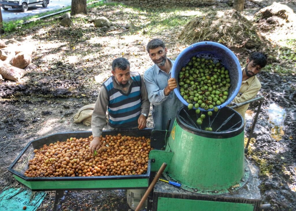 Walnut Growers Go Techie: Amid The Rising Popularity Of Kashmiri Origin Walnuts, The Valley-Based Growers Have Employed High-Tech Equipment And Machines In Order To Keep Pace With The Rising Demands And To Ensure A Constant Supply Of Their Produce. In The Picture, A Group Of Walnut Growers Can Be Seen Shedding The Peels Of Freshly Plucked Walnuts.