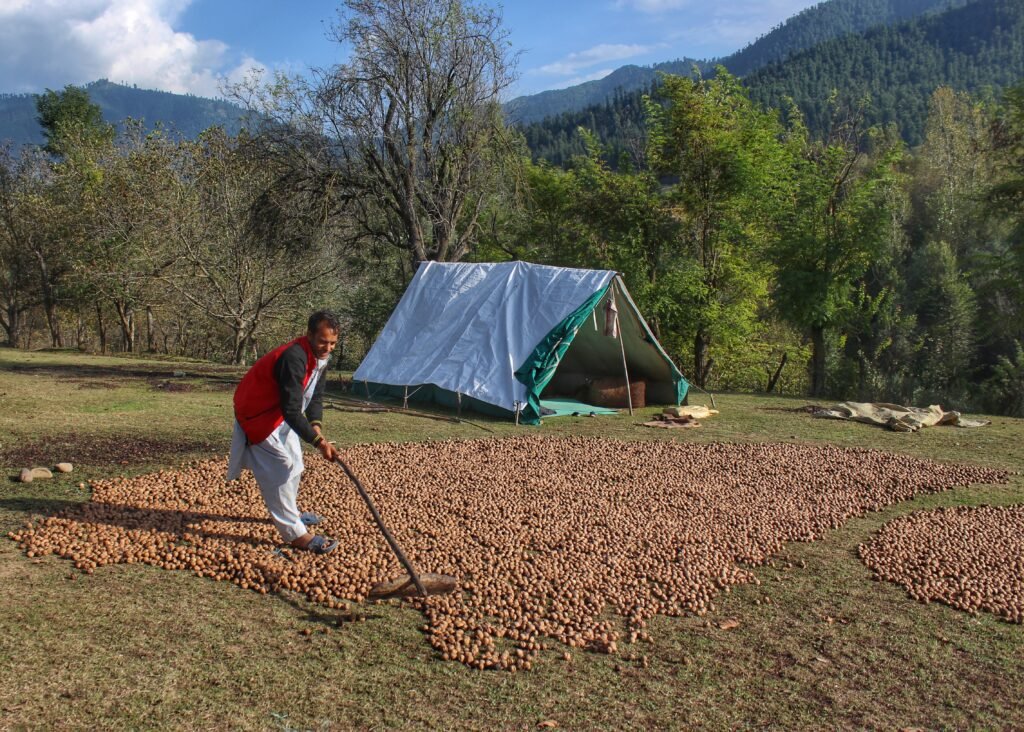 A Kashmiri farmer dries walnuts after removing their green husks and cleaning them during the harvesting season in a village in Manigam village in South Kashmir’s Anantnag district.