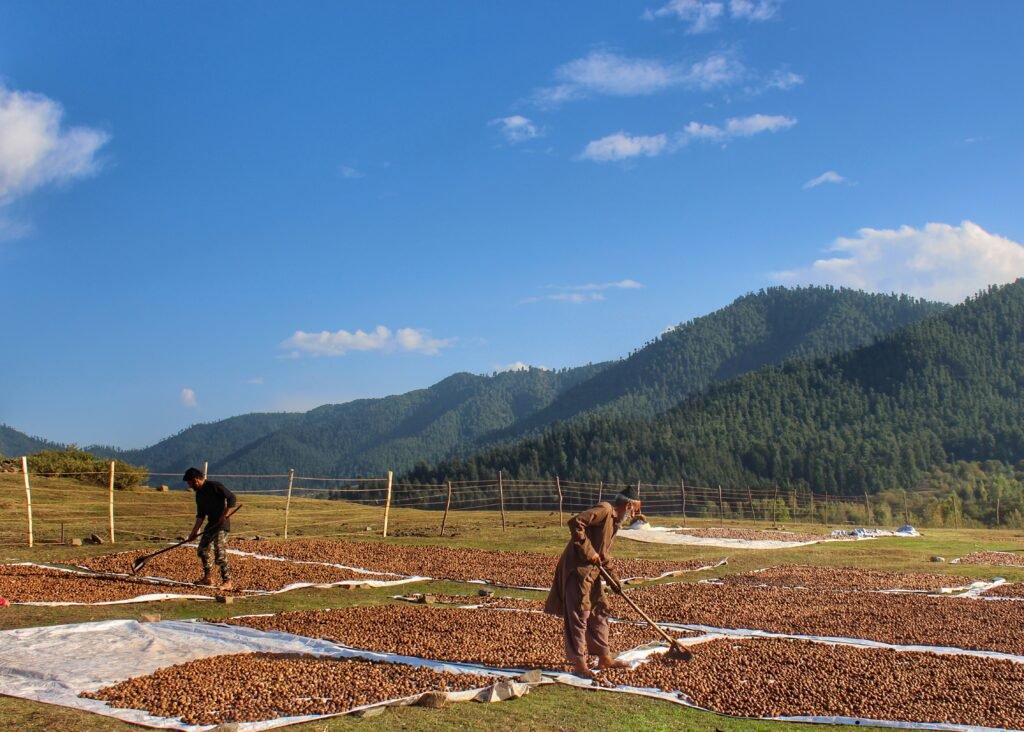 A Kashmiri farmer dries walnuts after removing their green husks and cleaning them during the harvesting season in a village in Manigam village in South Kashmir’s Anantnag district.