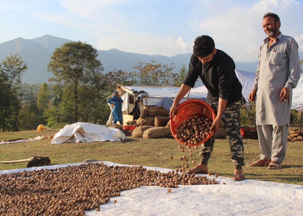 A Kashmir Farmer Sun-dried Freshly Plucked Walnuts On The Outskirts Of Anantnag District.