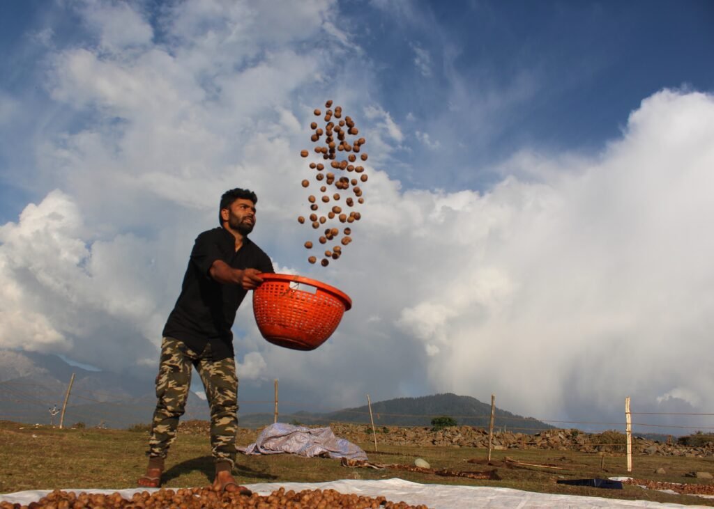 A Kashmir Farmer Sun-dried Freshly Plucked Walnuts On The Outskirts Of Anantnag District.