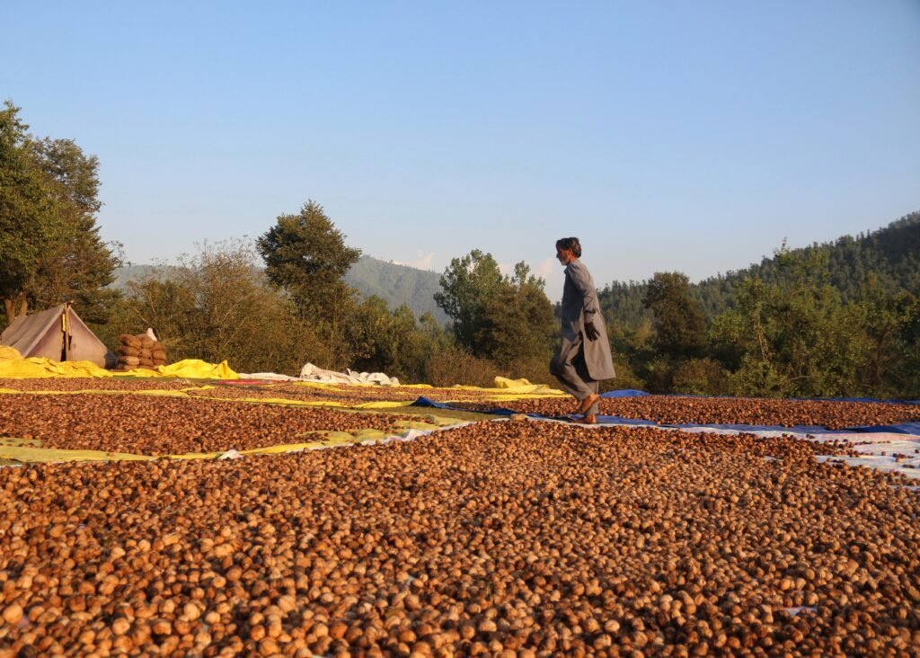 A Kashmiri farmer dries walnuts after removing their green husks and cleaning them during the harvesting season in a village in Manigam village in South Kashmir’s Anantnag district.