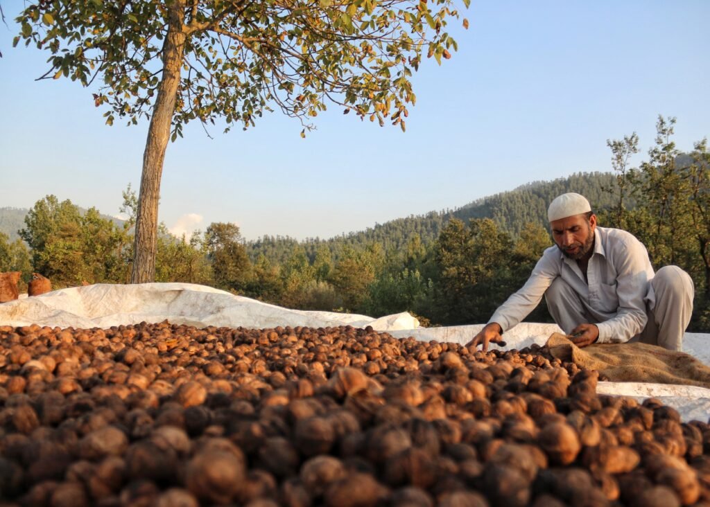 A Kashmiri farmer dries walnuts after removing their green husks and cleaning them during the harvesting season in a village in Manigam village in South Kashmir’s Anantnag district.