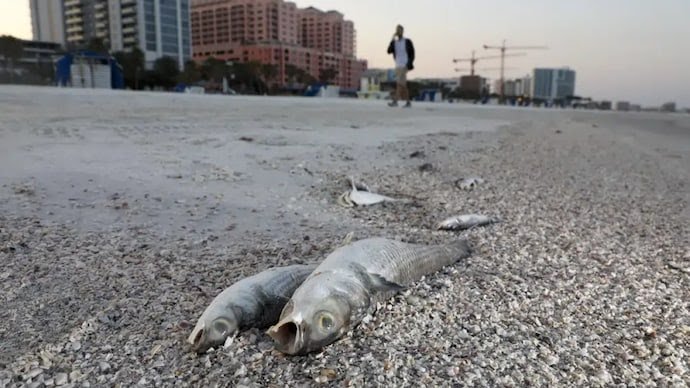 Burning eyes, dead fish; red tide flares up on Florida coast