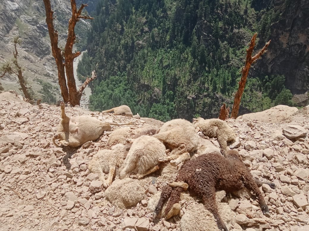 Tragic Landslide Claims Lives of Over 287 Sheep in Kishtwar’s Paddar area