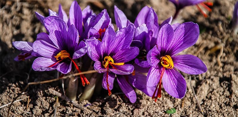 Kishtwar Admin Unveils Cutting-Edge Indoor Saffron Cultivation Technology