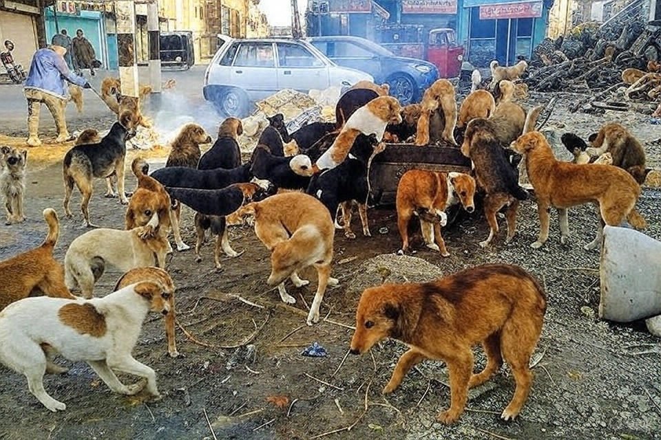 Stray Dogs in India: A Growing Concern Requiring Compassionate and Effective Solutions