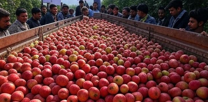 Kashmir Apple Growers Protest Highway Closure, Risking Rs 10,000 Crore in Produce