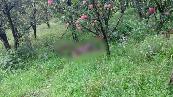 Militant Killed, Soldier Injured in Encounter in Gudar Forest, Kulgam