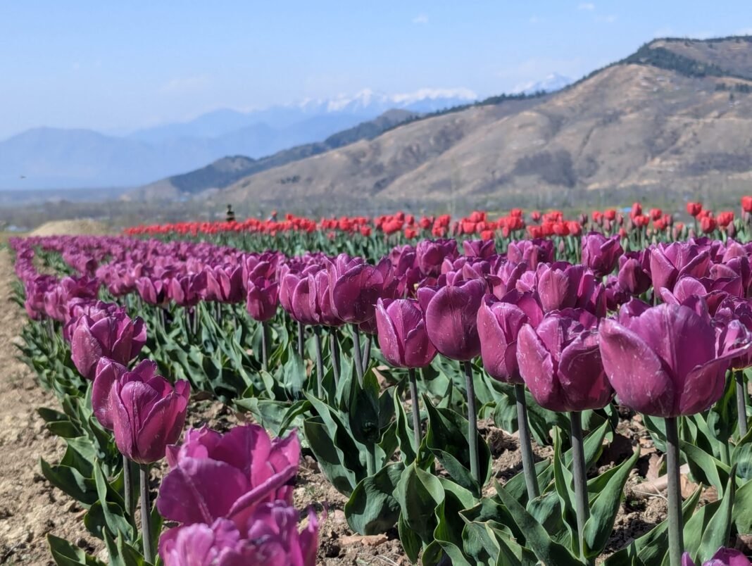 Jammu and Kashmir: Tulip Garden Inaugurated at SKUAST-K Sagam to Boost Floriculture Jammu and Kashmir: Tulip Garden Inaugurated at SKUAST-K Sagam to Boost Floriculture