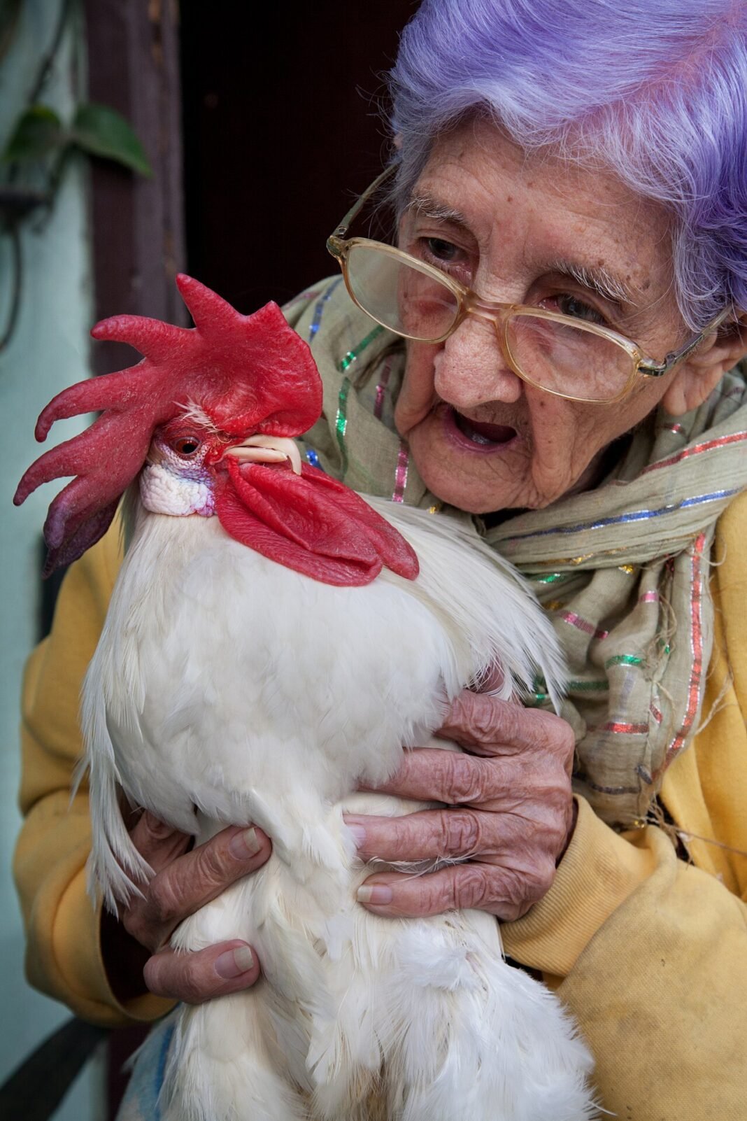 Cuba Faces Growing Unrest Amidst Opposition Exodus A 95 year old woman with her pet rooster. Havana (La Habana), Cuba