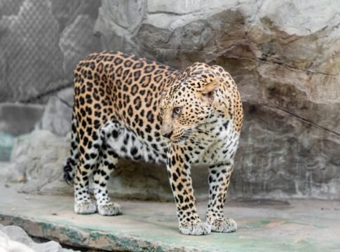 A captivating image of a leopard standing on rocky terrain in a zoo enclosure, showcasing its striking coat.