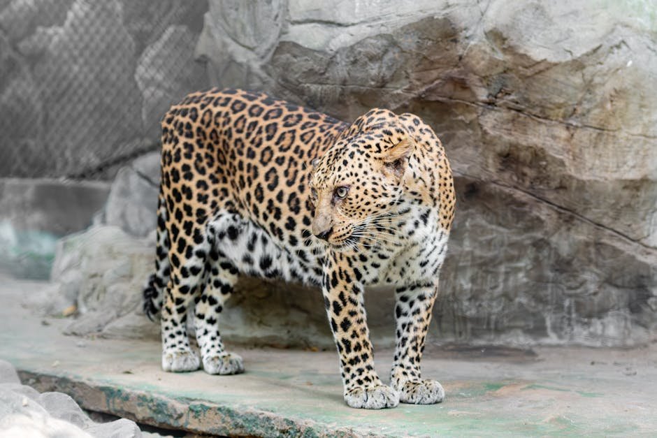 Leopard Kills 16 Lambs, Eight Missing in Barapur Village A captivating image of a leopard standing on rocky terrain in a zoo enclosure, showcasing its striking coat.