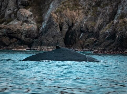 A majestic whale surfacing near rugged rocks along a serene coastline. Perfect for ocean wildlife themes.