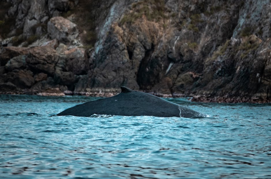 Whale Surfaces Beside Hydrofoil Surfer Off Hawaiian Coast A majestic whale surfacing near rugged rocks along a serene coastline. Perfect for ocean wildlife themes.