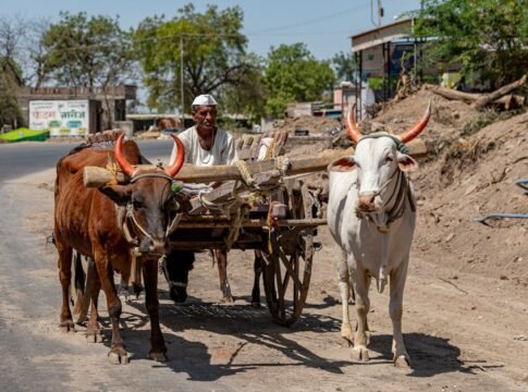 A rural Indian farmer navigating a bullock cart down a dusty road in Nashik, Maharashtra.