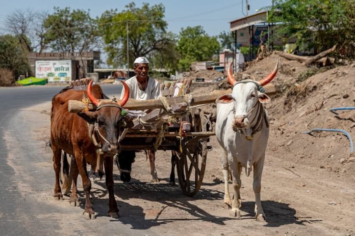A rural Indian farmer navigating a bullock cart down a dusty road in Nashik, Maharashtra. A rural Indian farmer navigating a bullock cart down a dusty road in Nashik, Maharashtra.