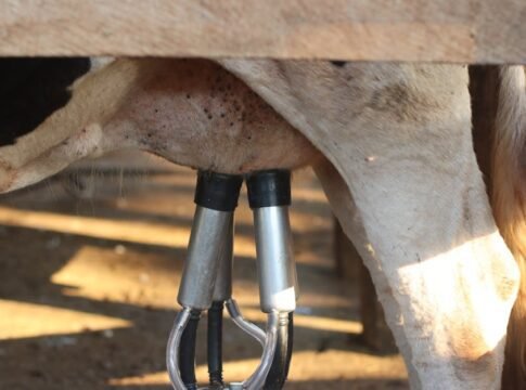 Automated milking machine in action on a dairy cow. Efficient modern farming.