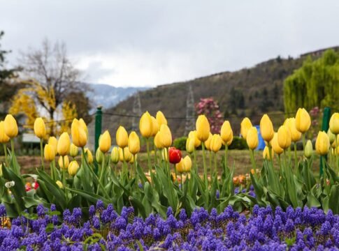 Beautiful yellow tulips bloom in a vibrant garden in Srinagar, surrounded by scenic mountains.