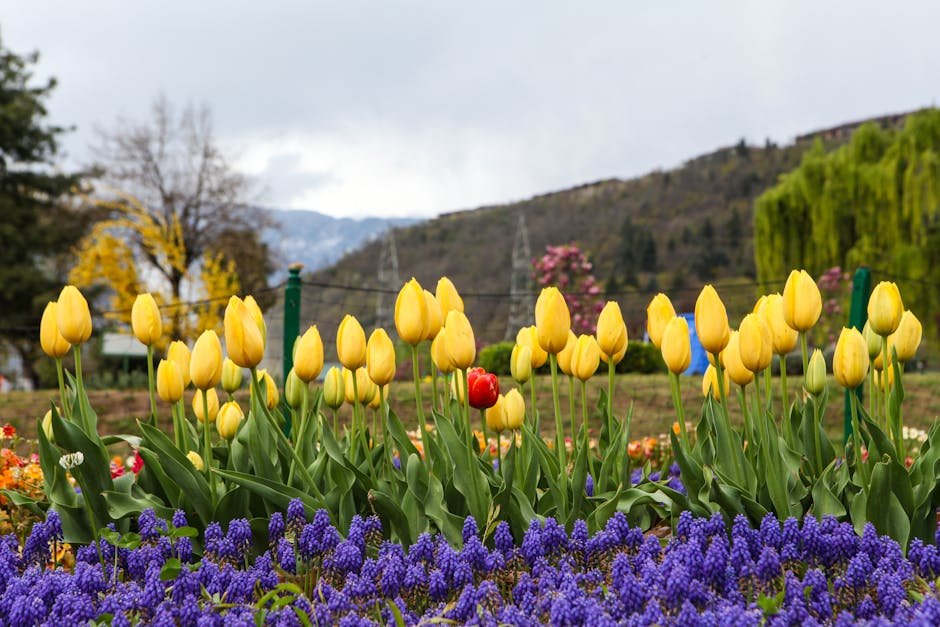 Jammu and Kashmir: Srinagar Tulip Garden to Conclude Spring Bloom Display on April 16 Beautiful yellow tulips bloom in a vibrant garden in Srinagar, surrounded by scenic mountains.